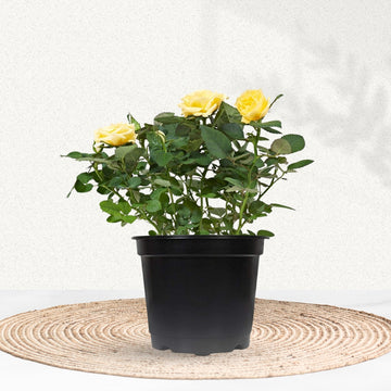 Multi-color rose flowering plant